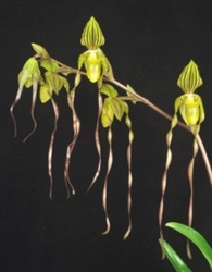 Paphiopedilum Reverend Canon Mari