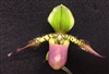 Paphiopedilum Song of Love