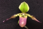 Paphiopedilum Song of Love