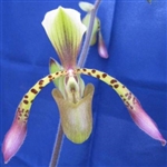 Paphiopedilum Toni Semple