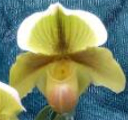 Paphiopedilum fairrieanum x Pacific Shamrock