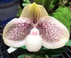 Paphiopedilum Wossner Favourite (leucochilum x hangianum)