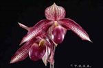 Paphiopedilum Wossner Vietnam Star