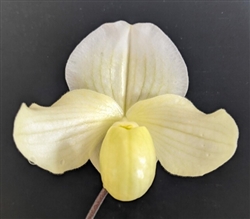 Paphiopedilum thaianum x (Stone Lovely x sib)