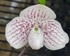 Paphiopedilum QF Mini (thaianum x leucochilum)