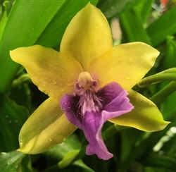 Miltonia Binotii x Motto Grosso 'Mexico' HCC/AOS