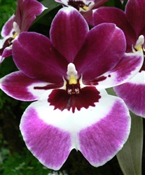 Miltoniopsis Augres â€˜Trinityâ€™ AM/RHS