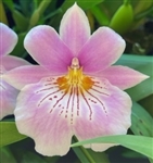 Miltoniopsis Bertha Baker 'Florentine' x Cindy Kane 'Pink Waterfalls'