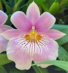 Miltoniopsis Bertha Baker 'Florentine' x Cindy Kane 'Pink Waterfalls'