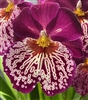 Miltoniopsis Mem. Dale Carlson 'Woodys' x Edie Brown