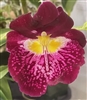 Miltoniopsis Edie Brown 'Sparkling Diamond' AM/AOS