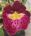 Miltoniopsis Edie Brown 'Sparkling Diamond' AM/AOS