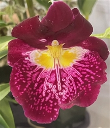 Miltoniopsis Edie Brown 'Sparkling Diamond' AM/AOS