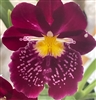 Miltoniopsis Edie Brown 'NYC' x 'Heart of Gold'