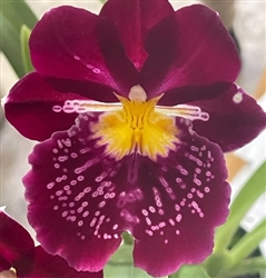 Miltoniopsis Edie Brown 'NYC' x 'Heart of Gold'