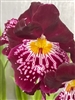 Miltoniopsis Edie Brown