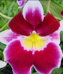 Miltoniopsis Edie Brown 'Heart of Gold'