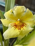 Miltoniopsis Eva's Razones Justas x Maui Sunset 'Lemon Drop'