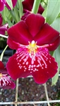 Miltoniopsis Evergreen Premier