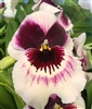 Miltoniopsis James Bradley (Clone)