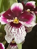 Miltoniopsis James Bradley x Tome Yokoyama