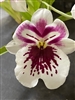 Miltoniopsis Keiki Komoda 'Tome'