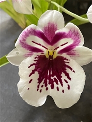 Miltoniopsis Keiki Komoda 'Tome'