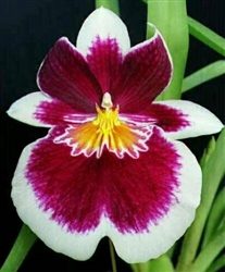 Miltoniopsis Laurie Kathleen 'Karen' AM/AOS