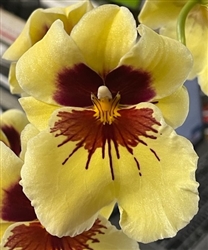 Miltoniopsis Lemon Drop 'Bright Eyes' (clone)