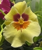 Miltoniopsis Lemon Drop 'Glow Worm' (clone)