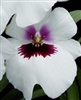 Miltoniopsis Lynne Waihee â€˜White Queenâ€™