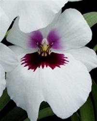 Miltoniopsis Lynne Waihee â€˜White Queenâ€™