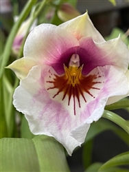 Miltoniopsis Maui Fusion 'Purple Sun' x Bertha Backer 'Florentine'