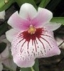 Miltoniopsis Maui Mist