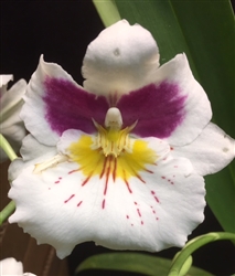 Miltoniopsis Maui Spring x Maui Star