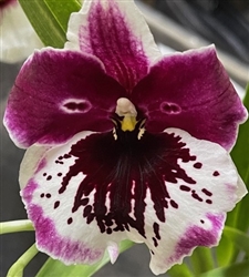 Miltoniopsis Milton Brown 'Deep Sea'