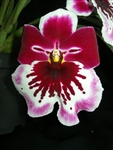 Miltoniopsis Pearl Ono 'Iliwai'