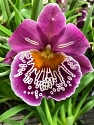 Miltoniopsis Pink Lemonade