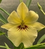 Miltoniopsis Quintals La (Black Gold x roezlii v. xanthina)