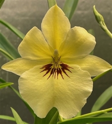 Miltoniopsis Quintals La (Black Gold x roezlii v. xanthina)