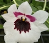 Miltoniopsis Robert Jackson 'Wild Thing'