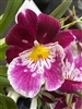 Miltoniopsis Ronald Reagan 'Delightful' 4N