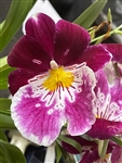 Miltoniopsis Ronald Reagan 'Delightful' 4N