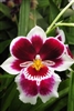 Miltoniopsis Rouge â€˜California Plumâ€™