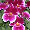 Miltoniopsis Rouge 'Picardie'