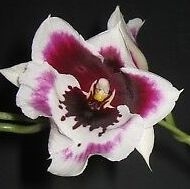 Miltoniopsis Tome Yokoyama 'Black Swallow' x Madelyn Payne Dunham 'Sun Drop'