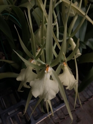 Brassia Edvah Loo x caudata v. alba