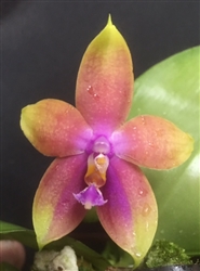 Phalaenopsis Joshua Irwin Ginsberg