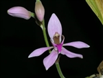 Ancistrochilus rothschildianus