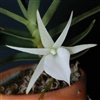 Angraecum didieri